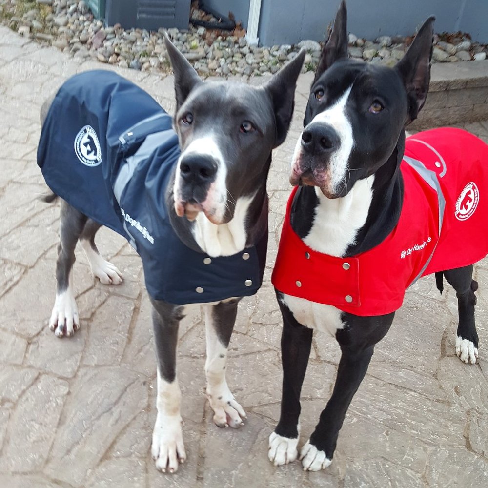 Big Dog Waterproof Raincoat (90 to 130 lbs)
